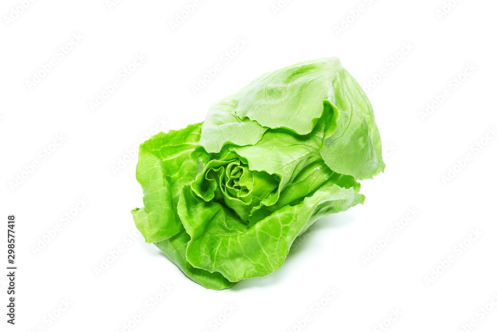 butterhead lettuce vegetable on white background butterhead lettuce vegetable on white background