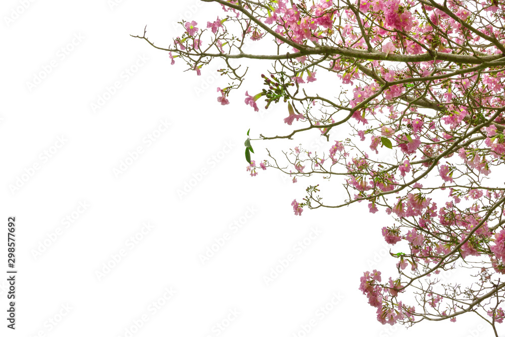 Pink trumpet tree or Tabebuia rosea isolated on white background Pink trumpet tree or Tabebuia rosea isolated on white background