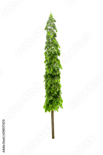 Polyalthia longifolia tree isolated on white background photo