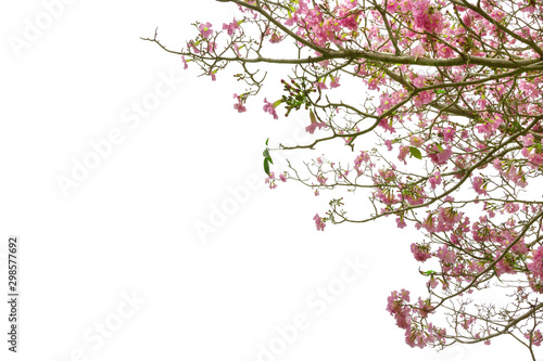 Pink trumpet tree or Tabebuia rosea isolated on white background © sirawut