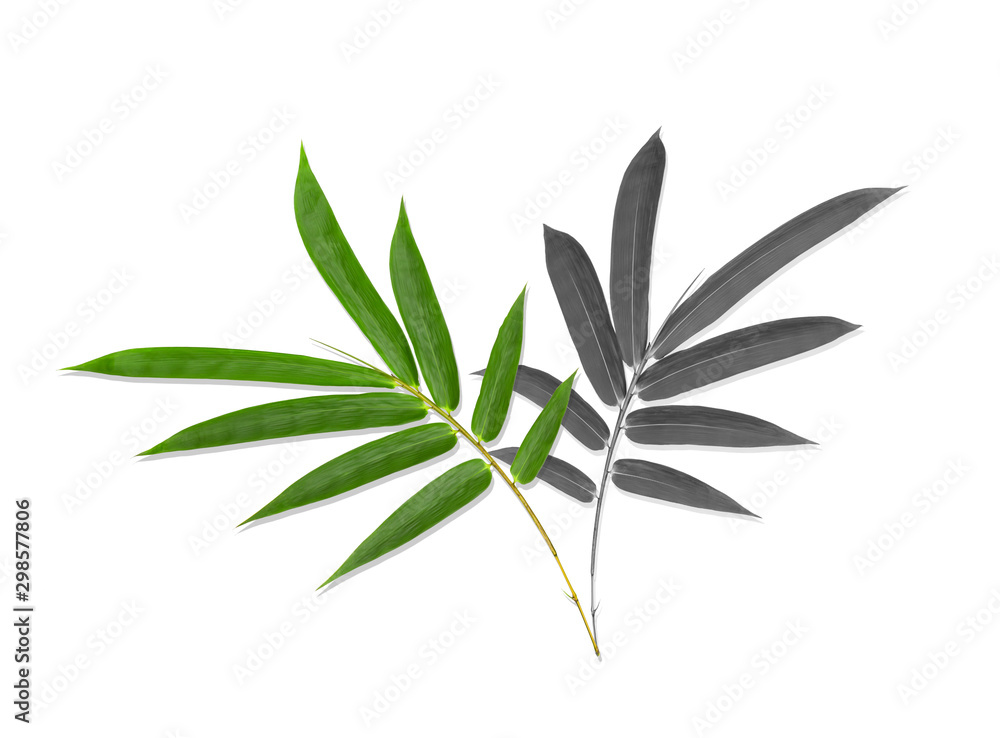 Green and black bamboo leaves pattern isolated on white background Green and black bamboo leaves pattern isolated on white background