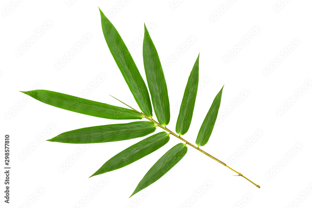 Green bamboo leaves pattern isolated on white background,Front view - obrazy, fototapety, plakaty 