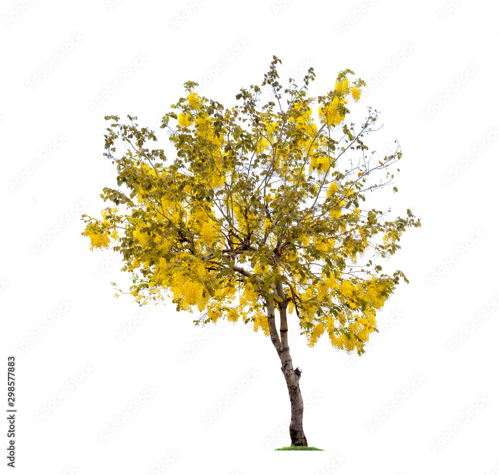 Golden Shower or Cassia Fistula isolated on white background,national tree of Thailand Golden Shower or Cassia Fistula isolated on white background,national tree of Thailand