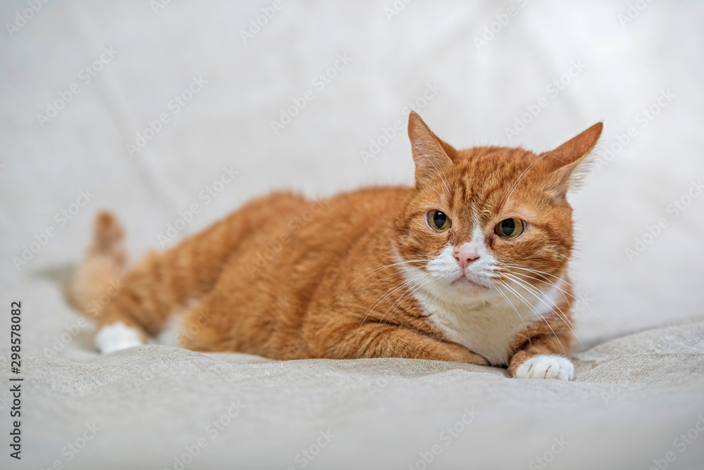 Portrait of a domestic cat in a photo studio on a gray background.