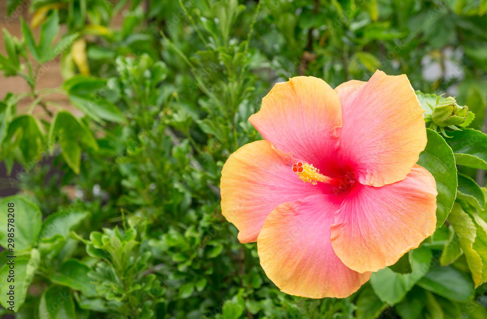 Chinese rose orange and red flower is blooming on plant with green leaf in tropical garden,shoe flower,Chaba flower,isolated,summer season,Hibiscus flowers Chinese rose orange and red flower is blooming on plant with green leaf in tropical garden,shoe flower,Chaba flower,isolated,summer season,Hibiscus flowers
