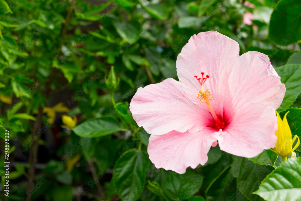 Chinese rose pink flower is blooming on plant with green leaf in tropical garden,shoe flower,Chaba flower,isolated,summer season,Hibiscus flowers Chinese rose pink flower is blooming on plant with green leaf in tropical garden,shoe flower,Chaba flower,isolated,summer season,Hibiscus flowers