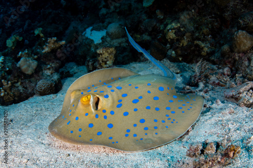 Bluespotted Ribbontail Ray  Taeniura lymma closeup