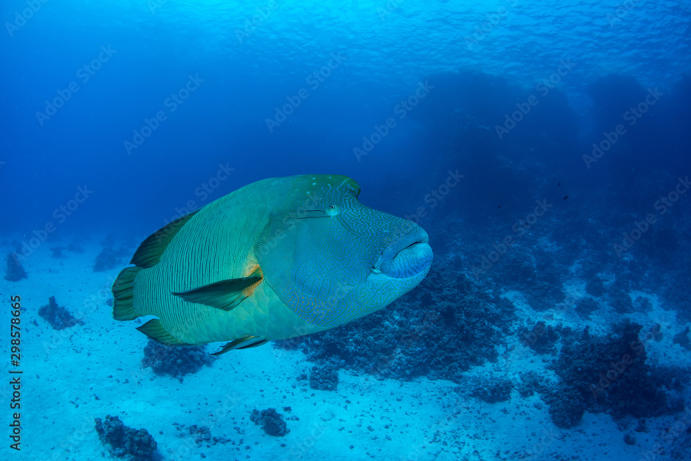 Fototapeta premium The Humphead wrasse, Cheilinus undulatus