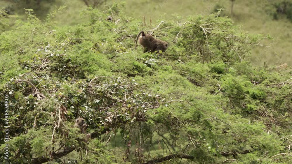 Baboon walking over the trees in the park Baboon walking over the trees in the park
