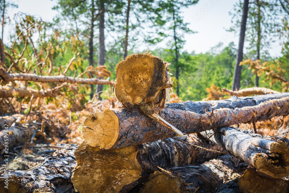 Fototapeta premium Felled pine trees for firewood in the forest.