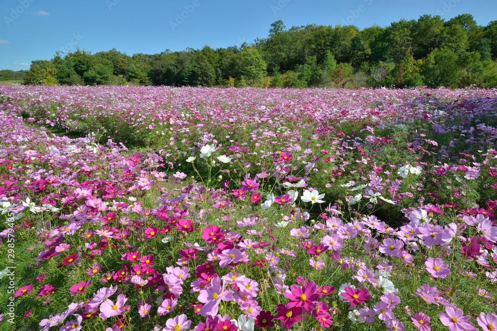 コスモス畑