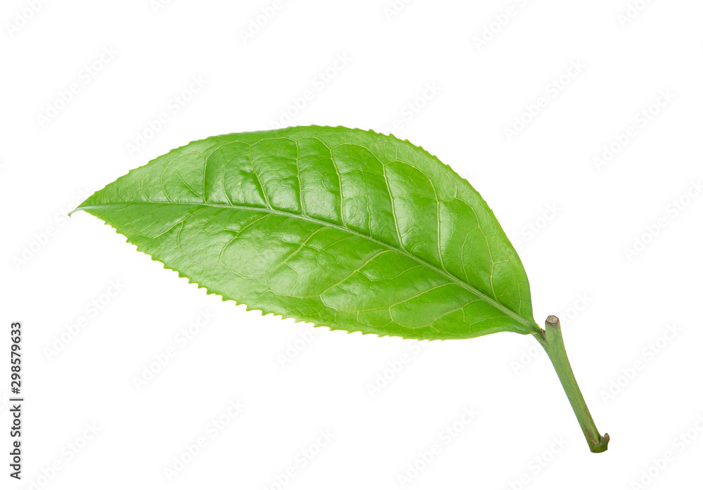 Obraz premium green tea leaf on white background