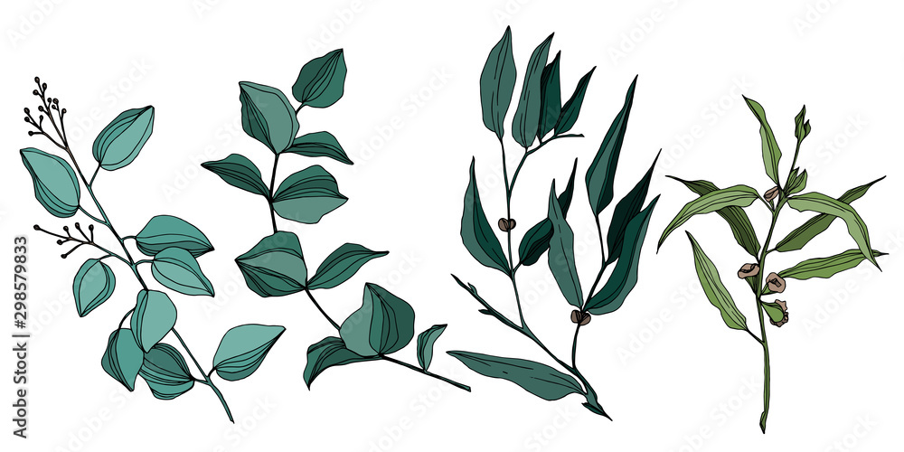 Vector Eucalyptus tree leaves. Black and white engraved ink art. Isolated eucalyptus illustration element. Vector Eucalyptus tree leaves. Black and white engraved ink art. Isolated eucalyptus illustration element.