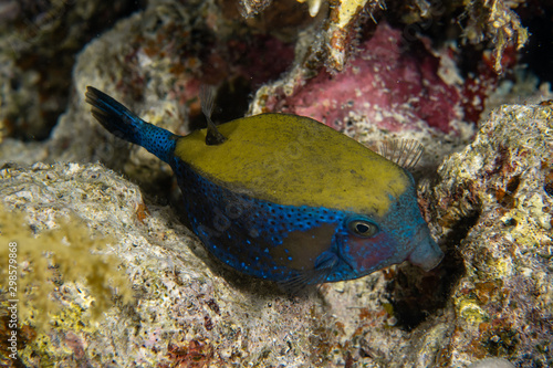 Arabian Boxfish, Ostracion cyanurus closeup photo