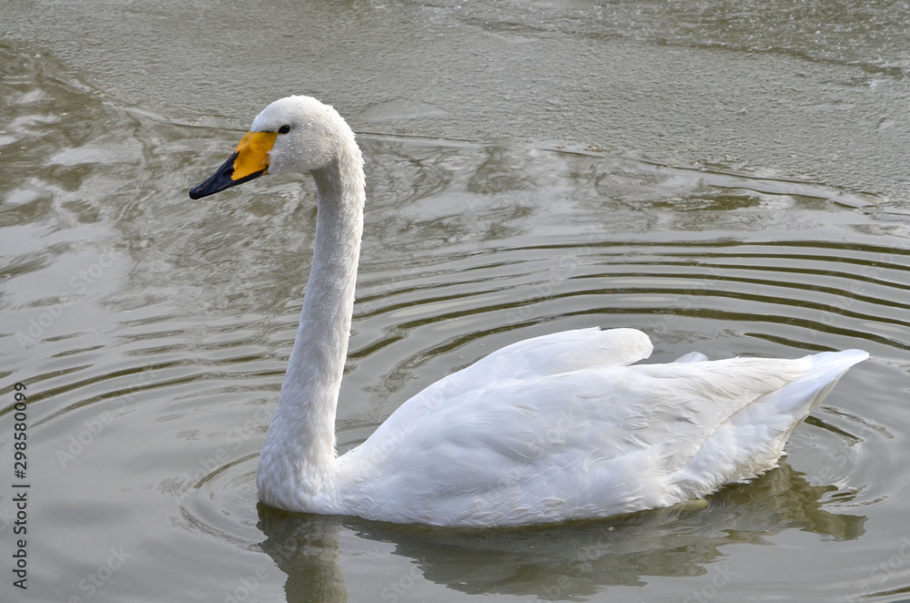 Obraz premium swan on lake