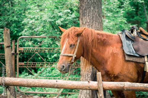 Horse tied to wooden fence to rent people around the city.