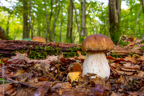 Mushroom in forest , bolete, boletus.White mushroom on green background .Natural white mushroom growing in a forest.