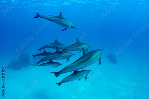 Pod of Spinner Dolphins at Sha'ab Samadai Reef Marsa Alam, Egypt © Krzysztof Bargiel