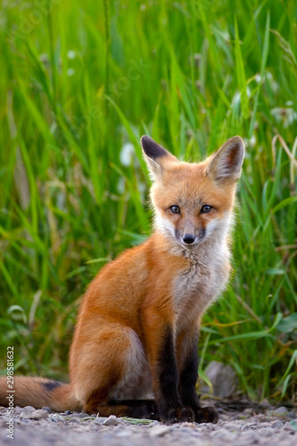 Cut Baby Red Fox sitting  in front of high grass meadow, watching curious © rima15