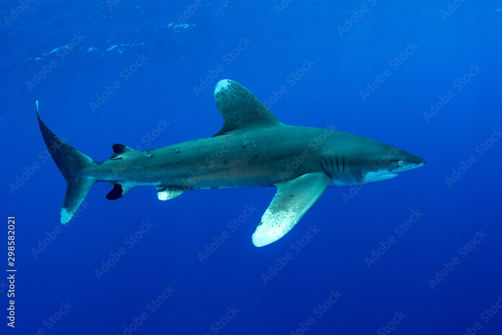Fototapeta premium Oceanic whitetip shark, Carcharhinus longimanus