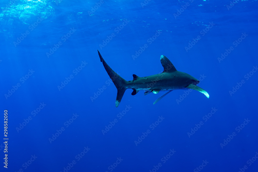 Obraz premium Żarłacz białopłetwy, Carcharhinus longimanus