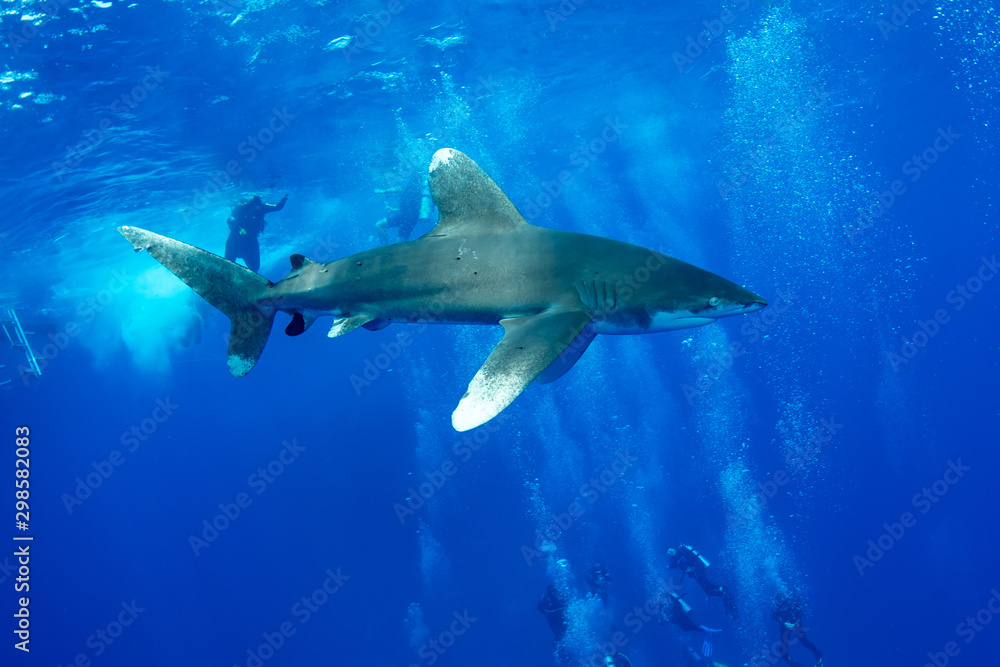 Oceanic whitetip shark, Carcharhinus longimanus