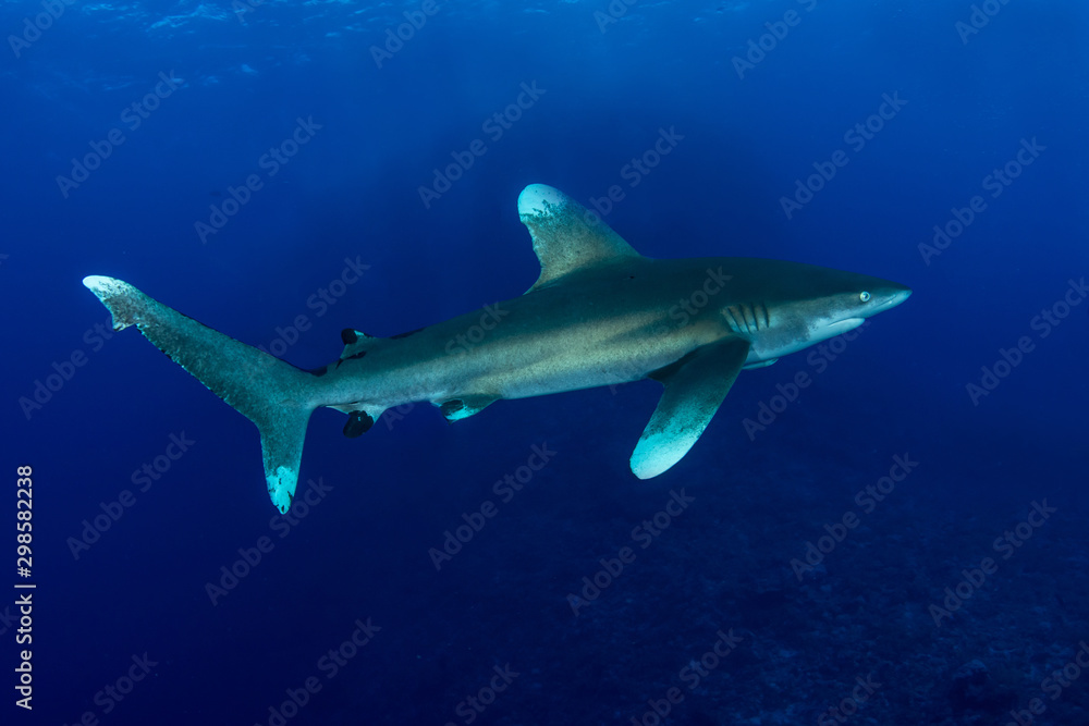 Oceanic whitetip shark, Carcharhinus longimanus
