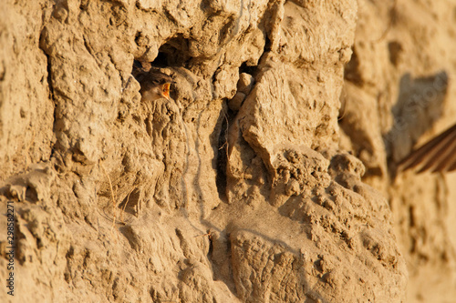 Sand martin from the Drava River  Croatia