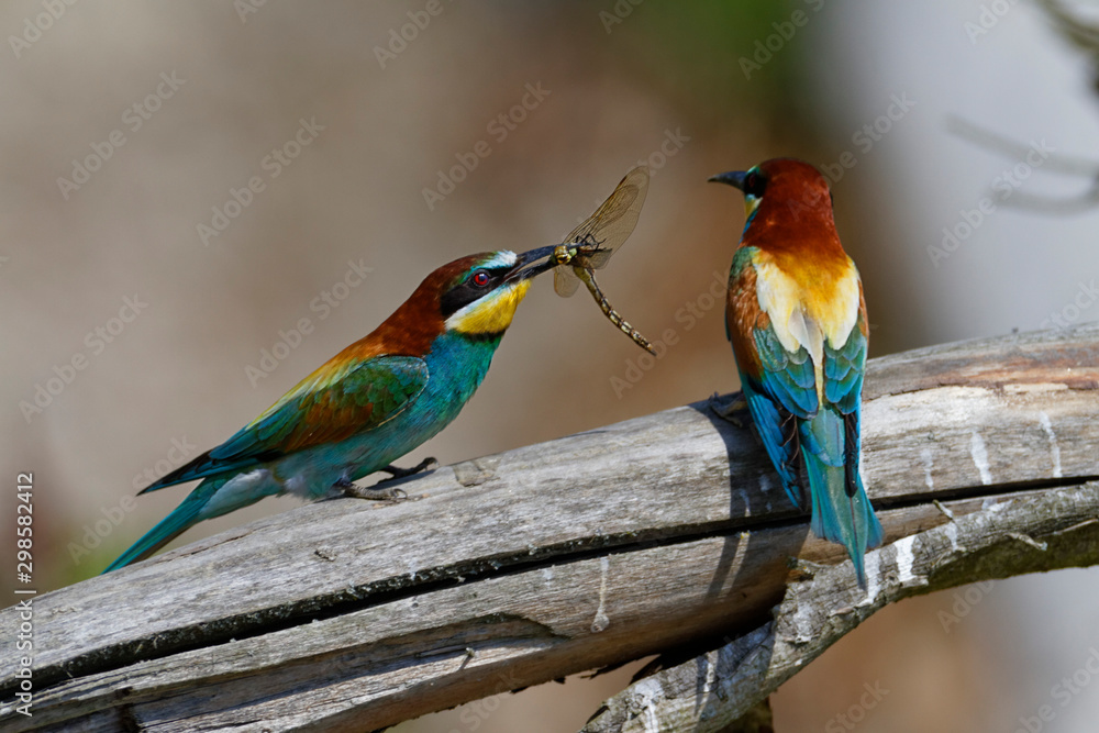 Fototapeta premium Nuptial food gift in the European bee-eater from the Drava River