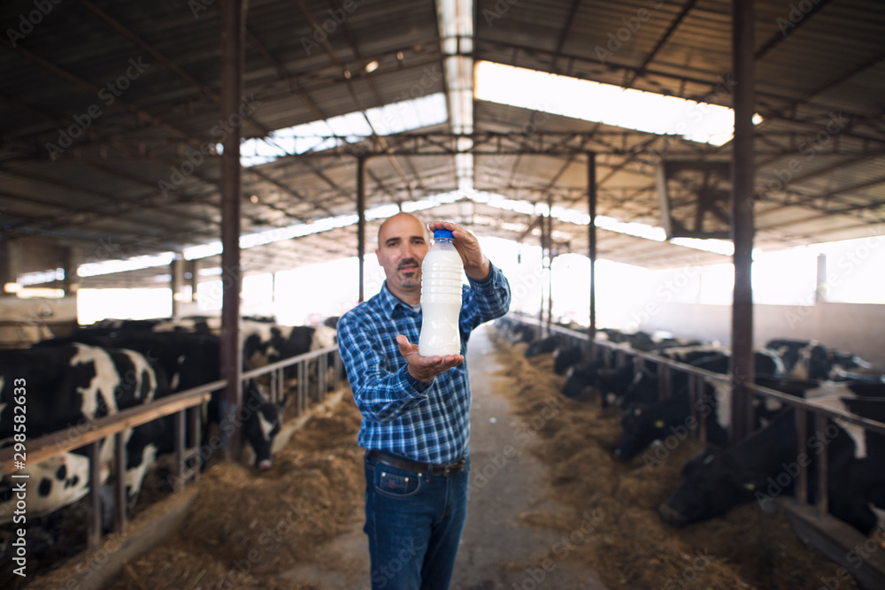 Farmer standing at cow's farm and holding bottle of fresh milk while cows eating hay in background. Milk production and dairy products. Farmer standing at cow's farm and holding bottle of fresh milk while cows eating hay in background. Milk production and dairy products.