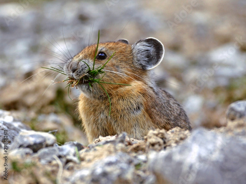 Cute Pika  or Whistling hare collecting grass for winter food. photo