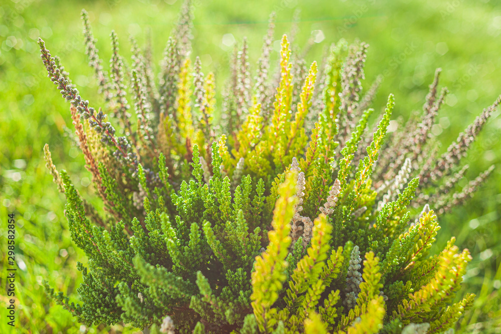 heather plant in the pot heather plant in the pot