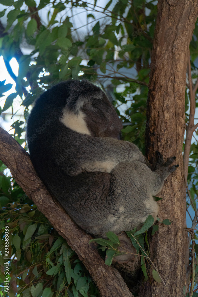 Obraz premium Koala is sleeping in a tree