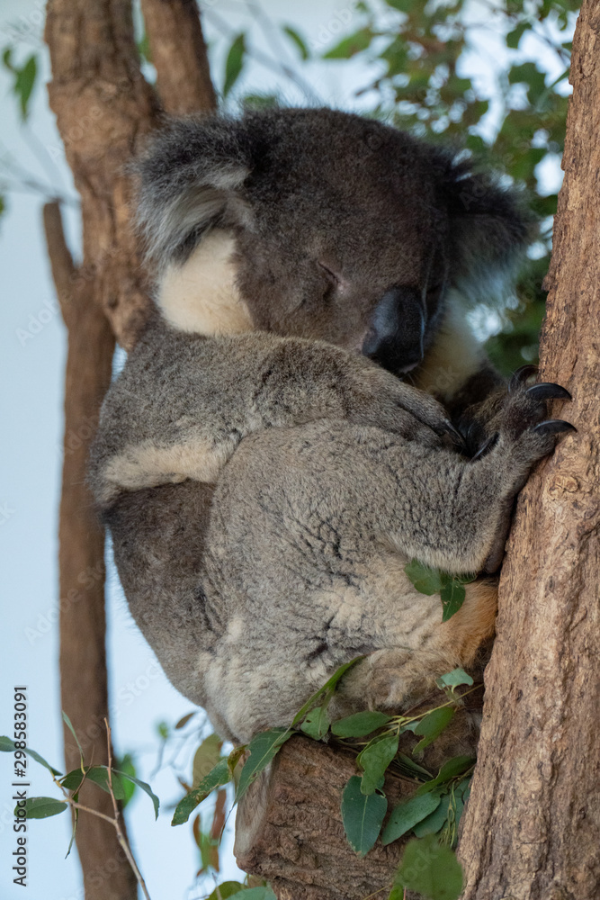 Fototapeta premium Koala is sleeping in a tree