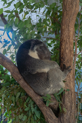 Fototapeta Naklejka Na Ścianę i Meble -  Koala is sleeping in a tree