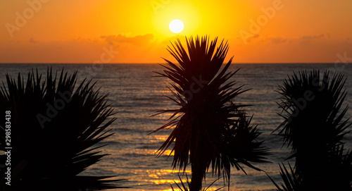 A Tropical View with Palm Leaves and The Sun