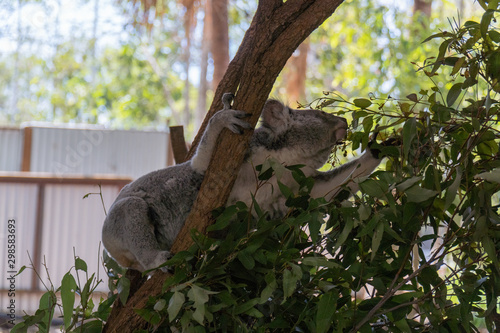 Fototapeta Naklejka Na Ścianę i Meble -  Koala is climbing in a tree