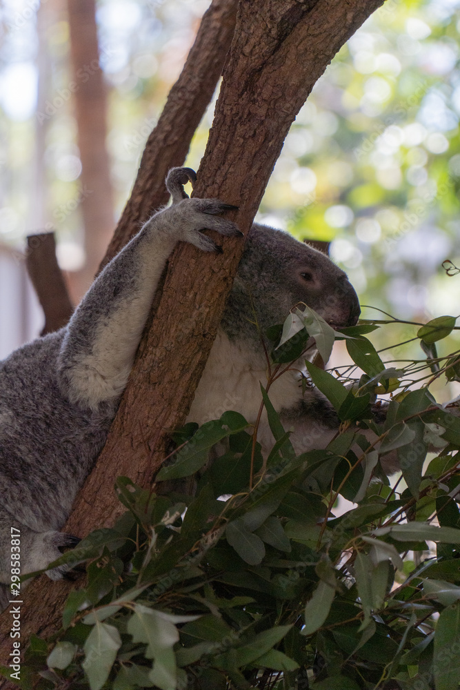 Koala is climbing in a tree
