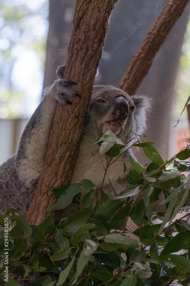 Fototapeta premium Koala is climbing in a tree
