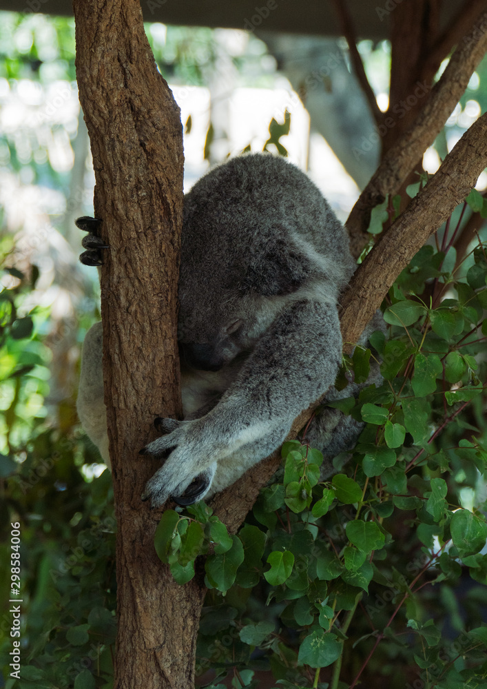 Koala is sleeping in a tree Koala is sleeping in a tree