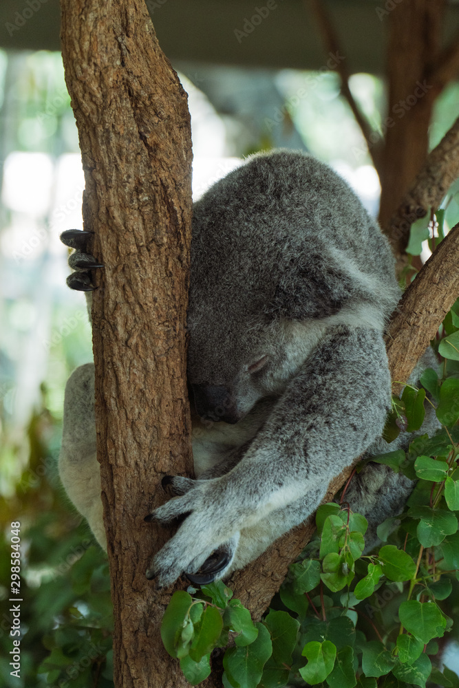 Obraz premium Koala is sleeping in a tree