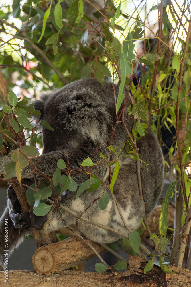 Obraz premium Koala is sleeping in a tree