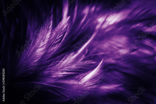 Beautiful abstract blue and purple feathers on black dark background and colorful soft pink feather texture © Weerayuth
