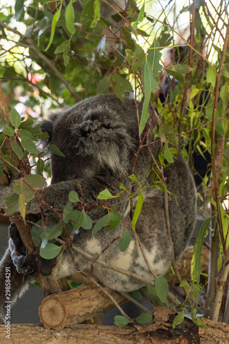 Fototapeta Naklejka Na Ścianę i Meble -  Koala is sleeping in a tree