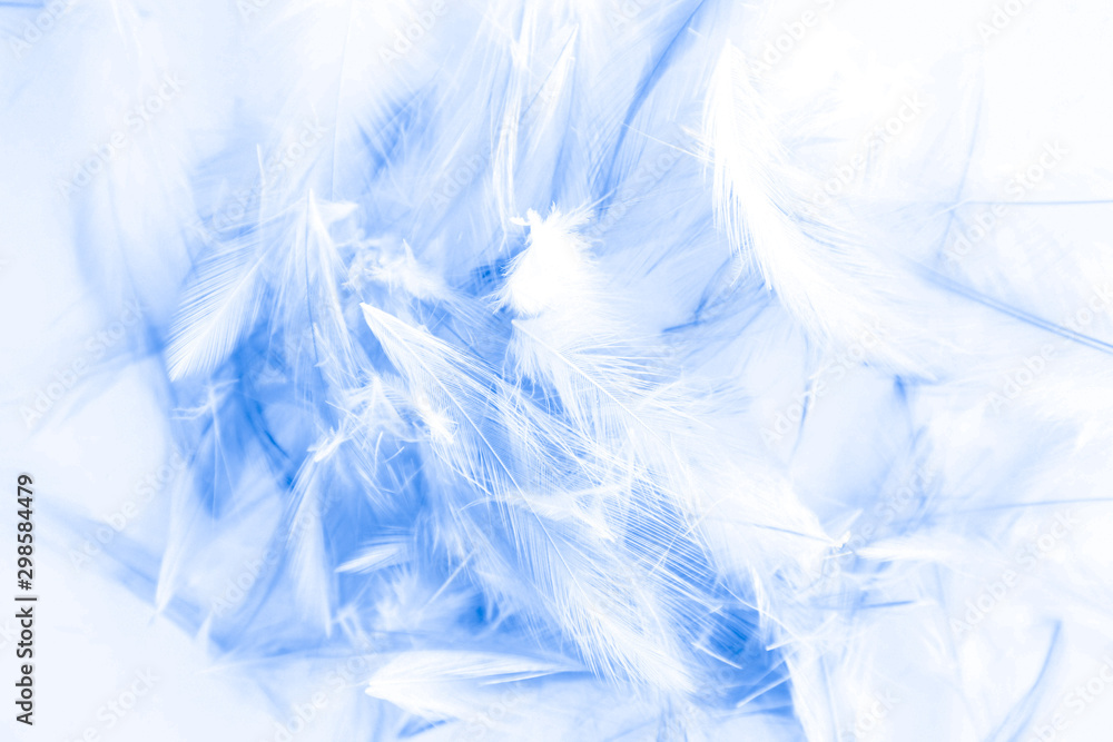 Beautiful abstract purple and blue feathers on white background and colorful soft white feather texture Beautiful abstract purple and blue feathers on white background and colorful soft white feather texture