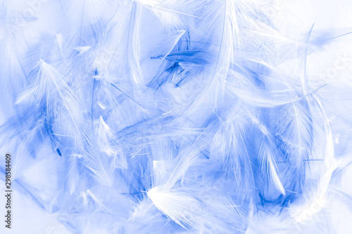 Beautiful abstract purple and blue feathers on white background and colorful soft white feather texture