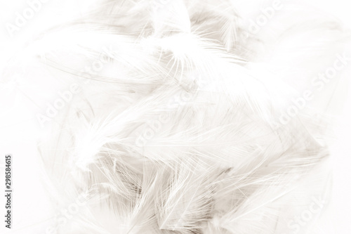 Beautiful abstract black and white feathers on white background and colorful soft gray feather  texture