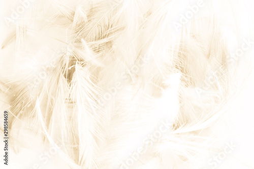 Beautiful abstract yellow and brown feathers on white background and colorful soft orange feather texture