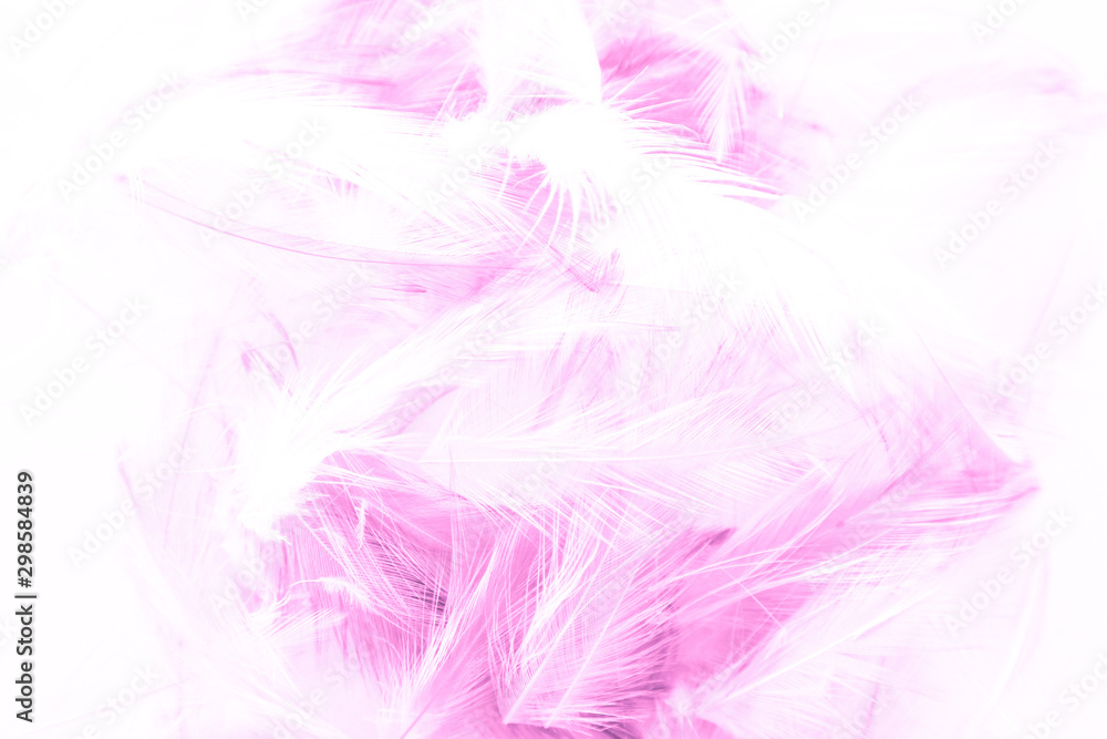 Beautiful abstract blue and purple feathers on white background and colorful soft white pink feather texture Beautiful abstract blue and purple feathers on white background and colorful soft white pink feather texture