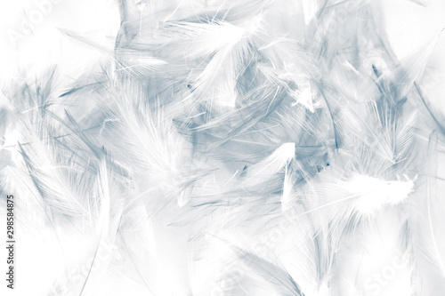 Beautiful abstract purple and blue feathers on white background and colorful soft white feather texture, gray banners, love valentine day